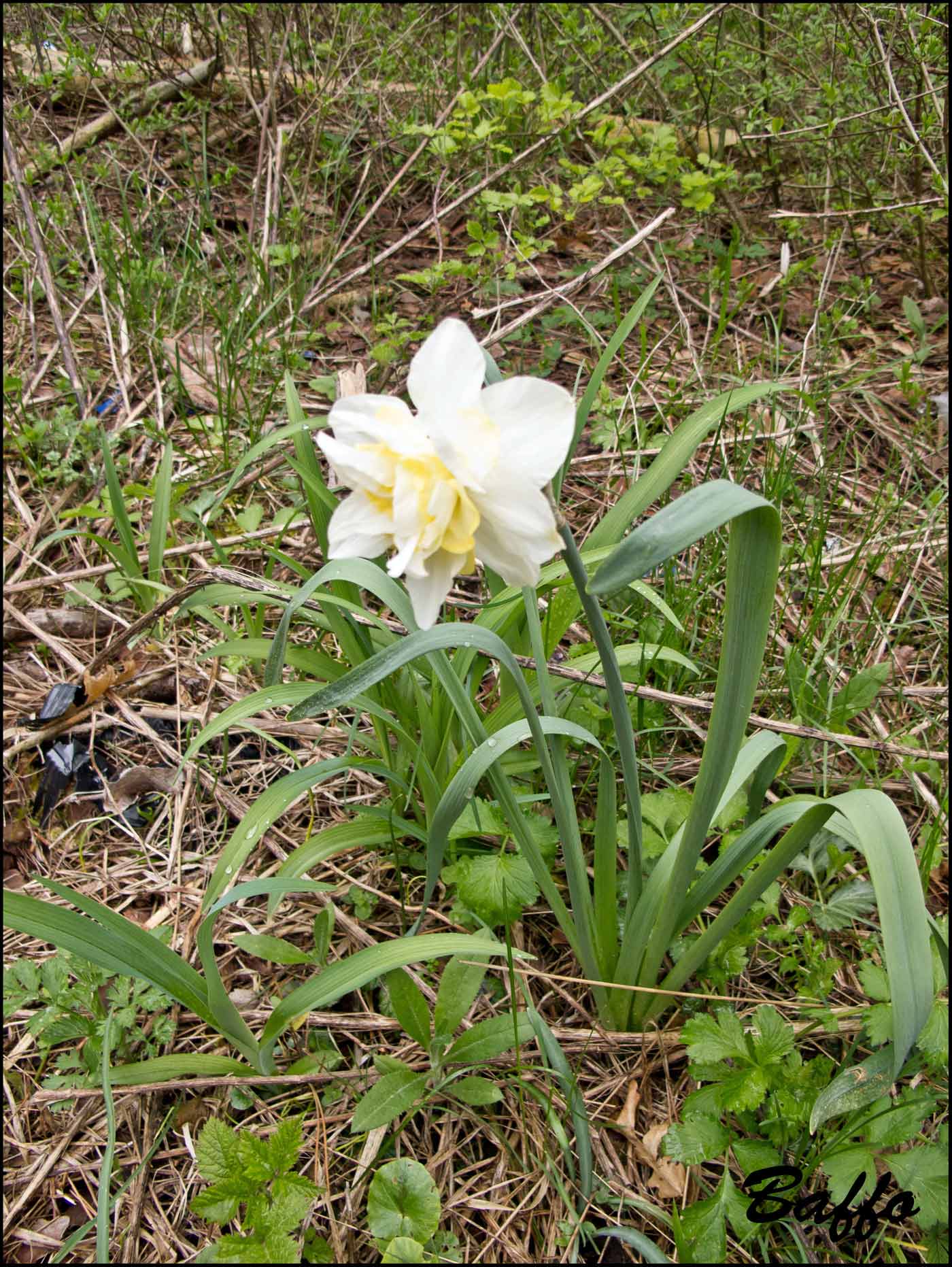 Da determinare - Narcissus sp.